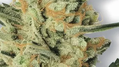 An Amnesia Lemon Cannabis bud from Ganjacy.com