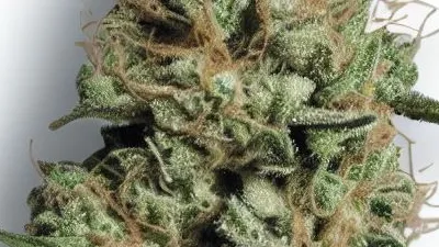 A Banger Cannabis bud from Ganjacy.com