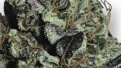 A Black Dog Cannabis bud from Ganjacy.com