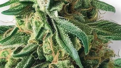 Picture of a Block Berry Cannabis bud from Ganjacy.com