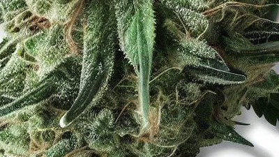 A Bruce Banner Cannabis bud from Ganjacy.com