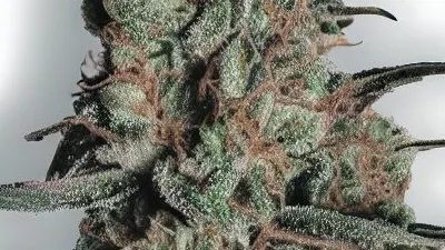 A Cancers Nightmare Cannabis bud from Ganjacy.com