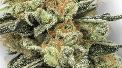 A Chemistree Cannabis bud from Ganjacy.com