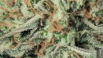 A Garlic Cocktail Cannabis bud from Ganjacy.com