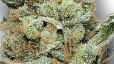 A Garlic Jelly Cannabis bud from Ganjacy.com