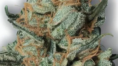 A Grand Daddy Bay Cannabis bud from Ganjacy.com
