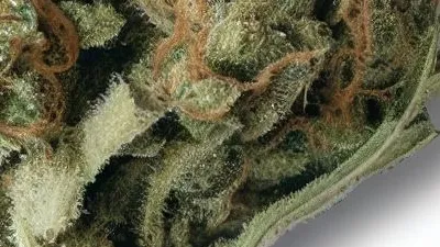 A Hardcore OG Cannabis bud from Ganjacy.com