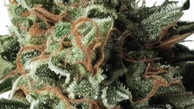 An Incredible Hulk Cannabis bud from Ganjacy.com