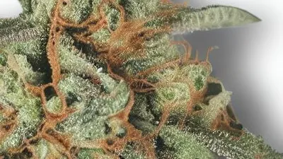 A Jealousy Pie Cannabis bud from Ganjacy.com