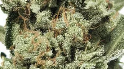 A Kush Mint Cannabis bud from Ganjacy.com
