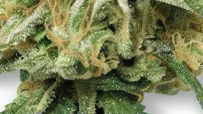A Lemon Diesel Cannabis bud from Ganjacy.com