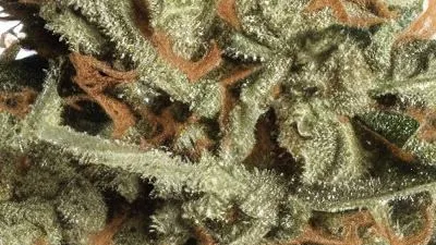 A London Poundcake Cannabis bud from Ganjacy.com
