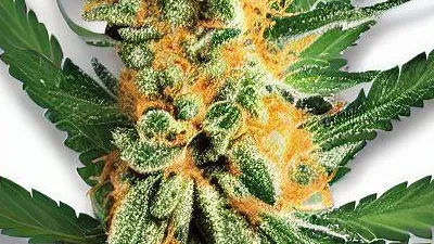 Mimosa cannabis bud from Smokers cannabis resort Pattaya on Ganjacy.com