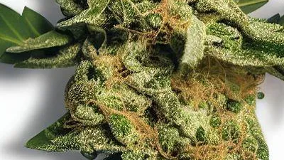 Picture of a Mochi cannabis bud from Ganjacy.com
