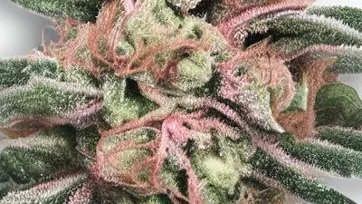 A Pink Panties Cannabis bud from Ganjacy.com
