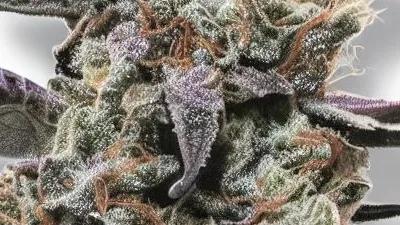 A Purple Queen Cannabis bud from Ganjacy.com