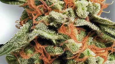 A Red Chile Cannabis bud from Ganjacy.com