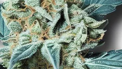 Skywalker cannabis bud from Smokers cannabis resort Pattaya on Ganjacy.com