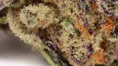 Picture of a Sugar Cane Cannabis bud from Ganjacy.com
