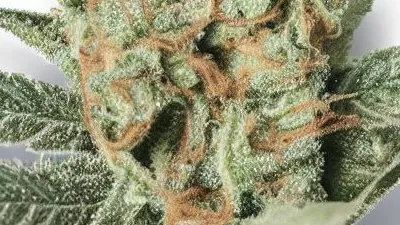 A Sun Lounger Cannabis bud from Ganjacy.com