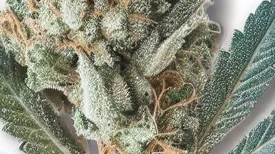 Example of Wonder Pie cannabis available for order on Ganjacy.com