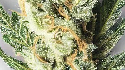 Example of Pulp Friction cannabis available for order on Ganjacy.com