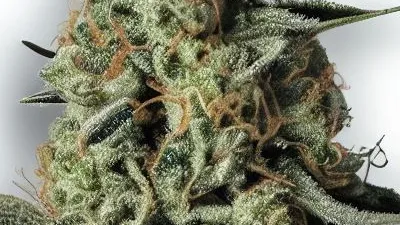 A Chemdawg Cannabis bud from Ganjacy.com