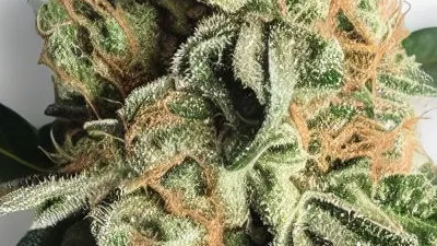 A Creme Brulee Cannabis bud from Ganjacy.com