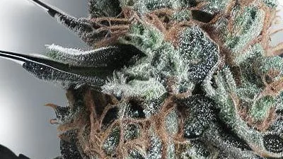 A Grand Daddy Purple Cannabis bud from Ganjacy.com