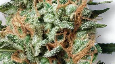 An MK Ultra Cannabis bud from Ganjacy.com