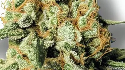 A Marathon OG Cannabis bud from Ganjacy.com