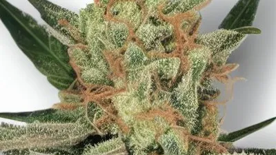 A Miss X Cannabis bud from Ganjacy.com