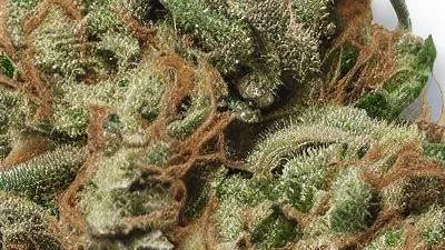 A Moby Dick Cannabis bud from Ganjacy.com