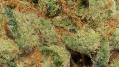 A Moon rocks Cannabis bud from Ganjacy.com