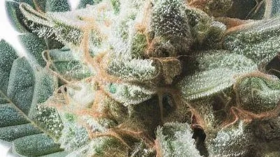 Example of Persian Pie cannabis available for order on Ganjacy.com