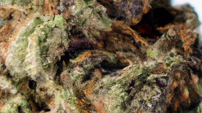 Purple Haze Cannabis bud on Ganjacy.com