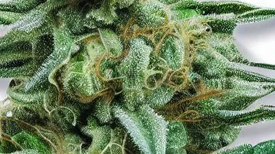 Picture of an Iced Apple Cannabis bud from Ganjacy.com