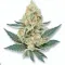 Amnesia Haze bud from Ganjacy.com