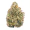 AK-47 strain from Ganjacy.com