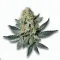 An Avant 123 Cannabis bud from Ganjacy.com