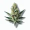A Banana Cannabis bud from Ganjacy.com