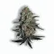 A Cancers Nightmare Cannabis bud from Ganjacy.com