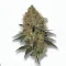 A Cheetah Piss Cannabis bud from Ganjacy.com
