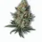 A Grand Daddy Bay Cannabis bud from Ganjacy.com