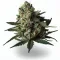 An Incredible Hulk Cannabis bud from Ganjacy.com