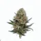 A Jungle Lava Cannabis bud from Ganjacy.com