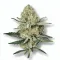 A Lemon Shining Silver Haze Cannabis bud from Ganjacy.com