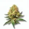 A Mango Tango Cannabis bud from Ganjacy.com