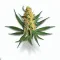 Mimosa cannabis bud from Smokers cannabis resort Pattaya on Ganjacy.com