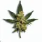 Picture of a Mochi cannabis bud from Ganjacy.com